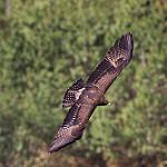 Black Eagle / Ictinaetus malaiensis