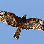 Square-tailed Kite / Lophoictinia isura