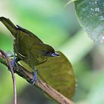 Yellow-green Tanager / Bangsia flavovirens