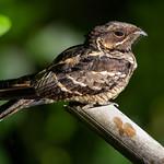 Jerdon's Nightjar / Caprimulgus atripennis