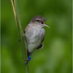 Millerbird / Acrocephalus familiaris