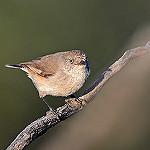 Chestnut-rumped Thornbill / Acanthiza uropygialis