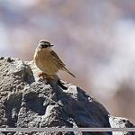 Brown Accentor / Prunella fulvescens