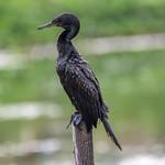 Indian Cormorant / Phalacrocorax fuscicollis
