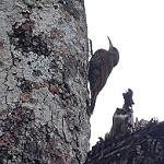 Inambari Woodcreeper / Lepidocolaptes fatimalimae
