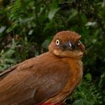 Рыжий питуи / Pseudorectes ferrugineus