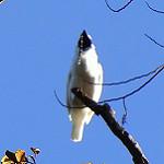 White Bellbird / Procnias albus