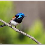 Малюровые / Maluridae фото