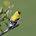 Американский чиж / Spinus tristis