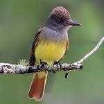 Great Crested Flycatcher / Myiarchus crinitus