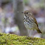 Дрозд-отшельник / Catharus guttatus