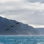 Kerguelen Shag / Leucocarbo verrucosus
