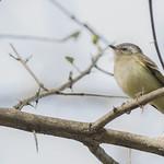 Buff-banded Tyrannulet / Mecocerculus hellmayri