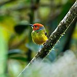 Lulu's Tody-Flycatcher / Poecilotriccus luluae