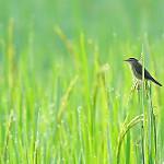 Black-browed Reed Warbler / Acrocephalus bistrigiceps