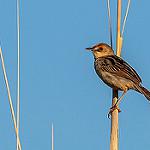 Тростниковая цистикола / Cisticola pipiens