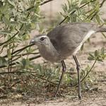 Black-legged Seriema / Chunga burmeisteri