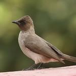 Темнолицый бюльбюль / Pycnonotus barbatus