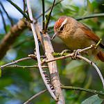 Pallid Spinetail / Cranioleuca pallida