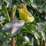 Бамбуковая бормотушка / Iduna similis