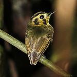 Корольковый плоскоклюв / Platyrinchus coronatus