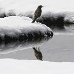 White-fronted Ground Tyrant / Muscisaxicola albifrons