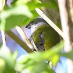 Ямайская эуфония / Euphonia jamaica