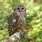 Чакская неясыть / Strix chacoensis