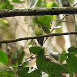 Желтогорлый плоскоклюв / Platyrinchus flavigularis