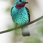 Purple-breasted Cotinga / Cotinga cotinga