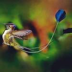Marvelous Spatuletail / Loddigesia mirabilis