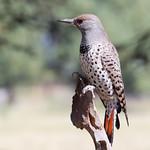 Золотистый дятел / Colaptes chrysoides
