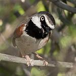 Красноплечая ванга / Calicalicus rufocarpalis