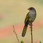 Оливковый пампасник / Embernagra platensis