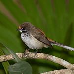 Arafura Fantail / Rhipidura dryas