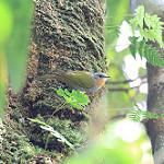 Маданга / Anthus ruficollis