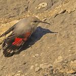 Wallcreeper / Tichodroma muraria