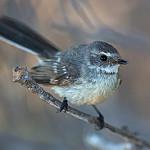Mangrove Fantail / Rhipidura phasiana