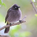 Cape Bulbul / Pycnonotus capensis