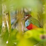 Серамская питта / Erythropitta rubrinucha