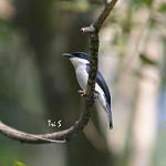 Black-winged Flycatcher-shrike / Hemipus hirundinaceus