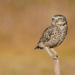 Кроличий сыч / Athene cunicularia