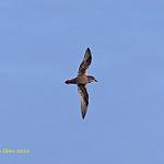 Kerguelen Petrel / Aphrodroma brevirostris