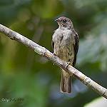 Malaysian Honeyguide / Indicator archipelagicus