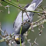 Сизый просяночник / Sporophila falcirostris