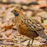 Пятнистый зубцеклювый перепел / Odontophorus guttatus