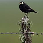 Очковая вдовка / Hymenops perspicillatus