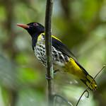 Dark-throated Oriole / Oriolus xanthonotus