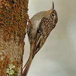Hume's Treecreeper / Certhia manipurensis
