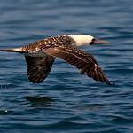 Peruvian Booby / Sula variegata